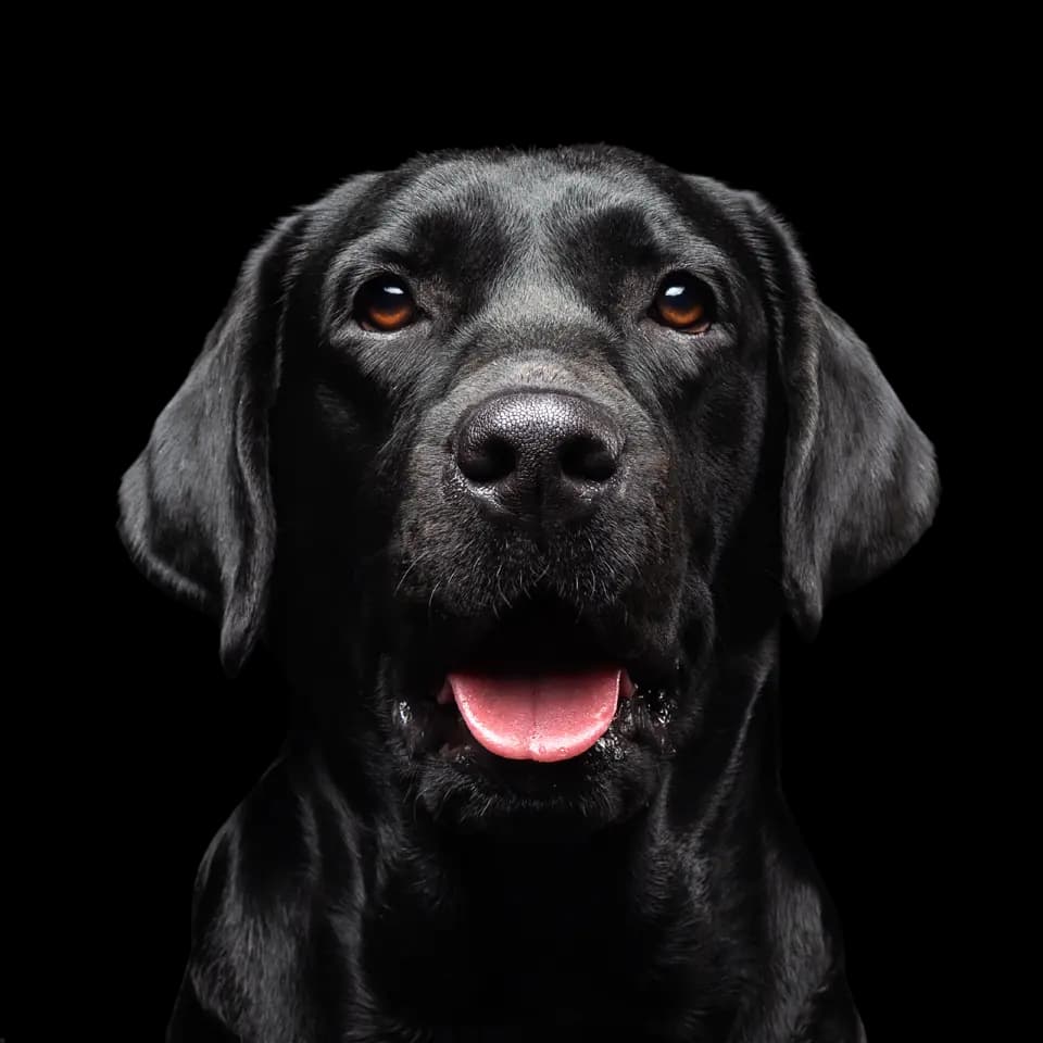 Perro feliz en Cooper - Servicios caninos de calidad